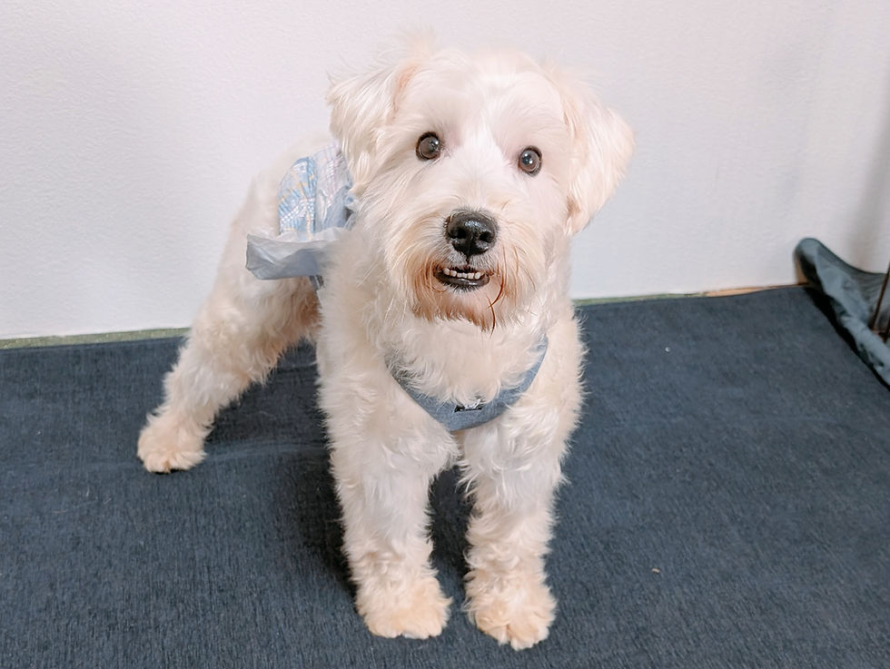 ブリーダーが紹介する親犬の白いミニチュアシュナウザー
