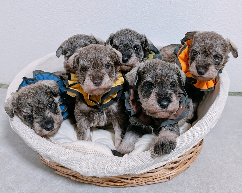 ミニチュアシュナウザーの子犬たち