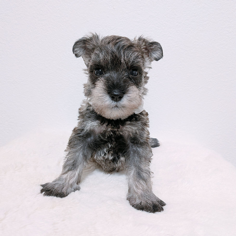 正面を向いて座るミニチュアシュナウザーの子犬