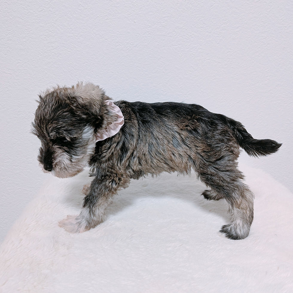 ピンクのリボンをつけたミニチュアシュナウザーの子犬