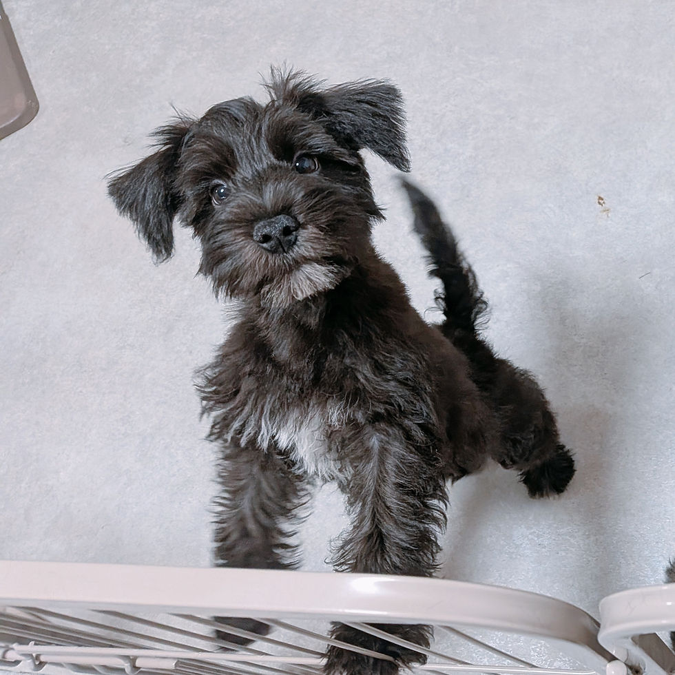 ケージから顔をのぞかせる黒いミニチュアシュナウザーの子犬