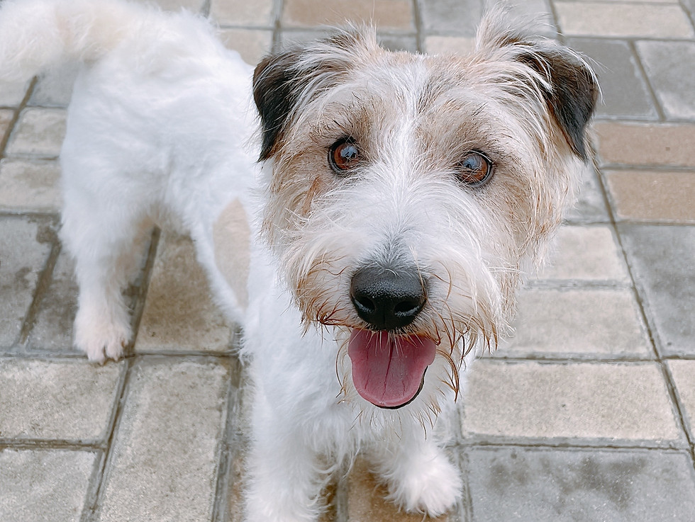 ブリーダーが紹介する親犬、笑顔で屋外に立つジャックラッセルテリア