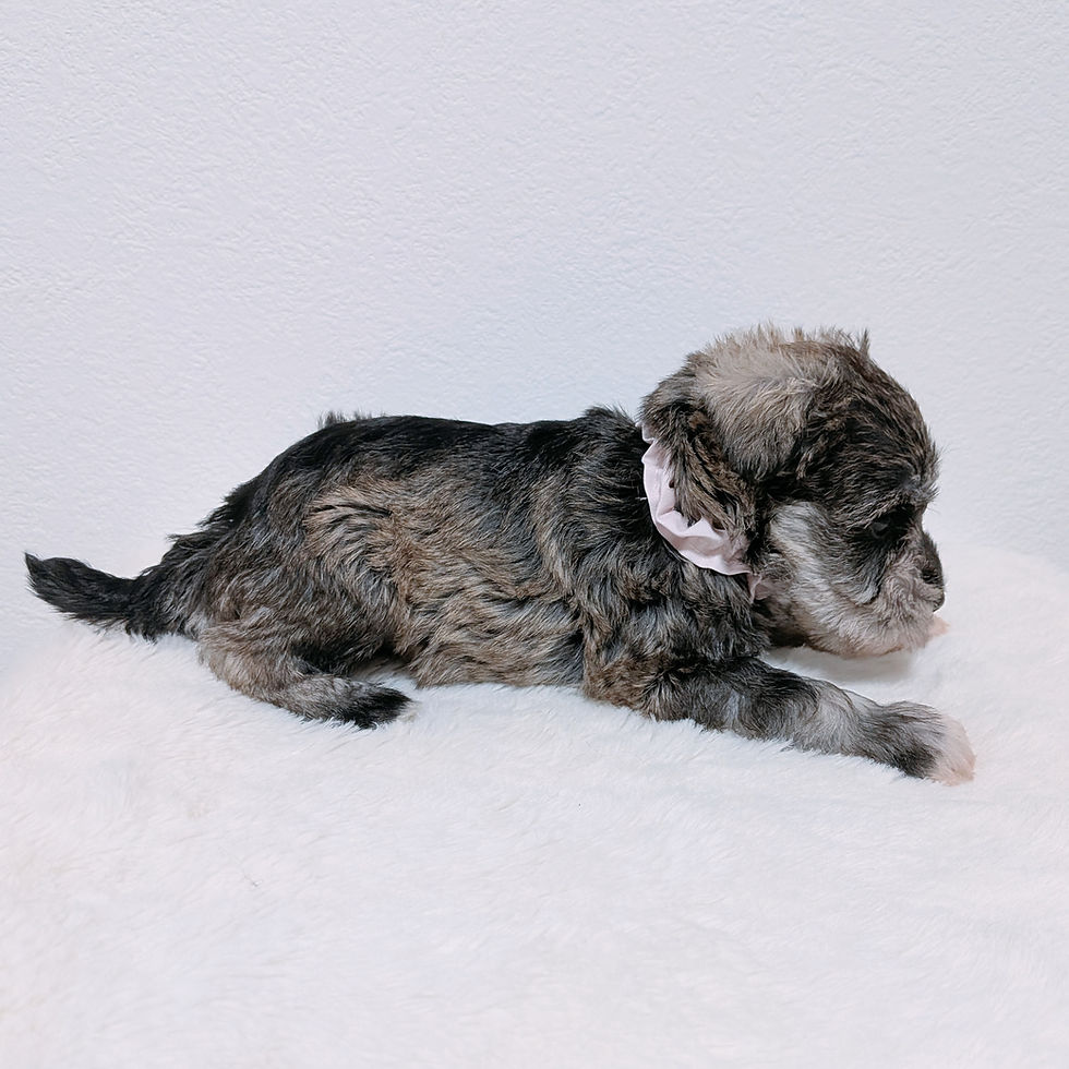 伏せのポーズをするソルト&ペッパーのミニチュアシュナウザーの子犬