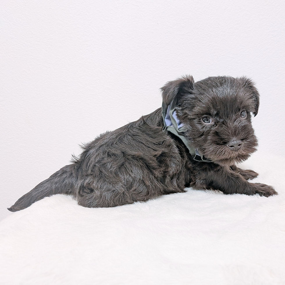 伏せのポーズをする茶色いミニチュアシュナウザーの子犬