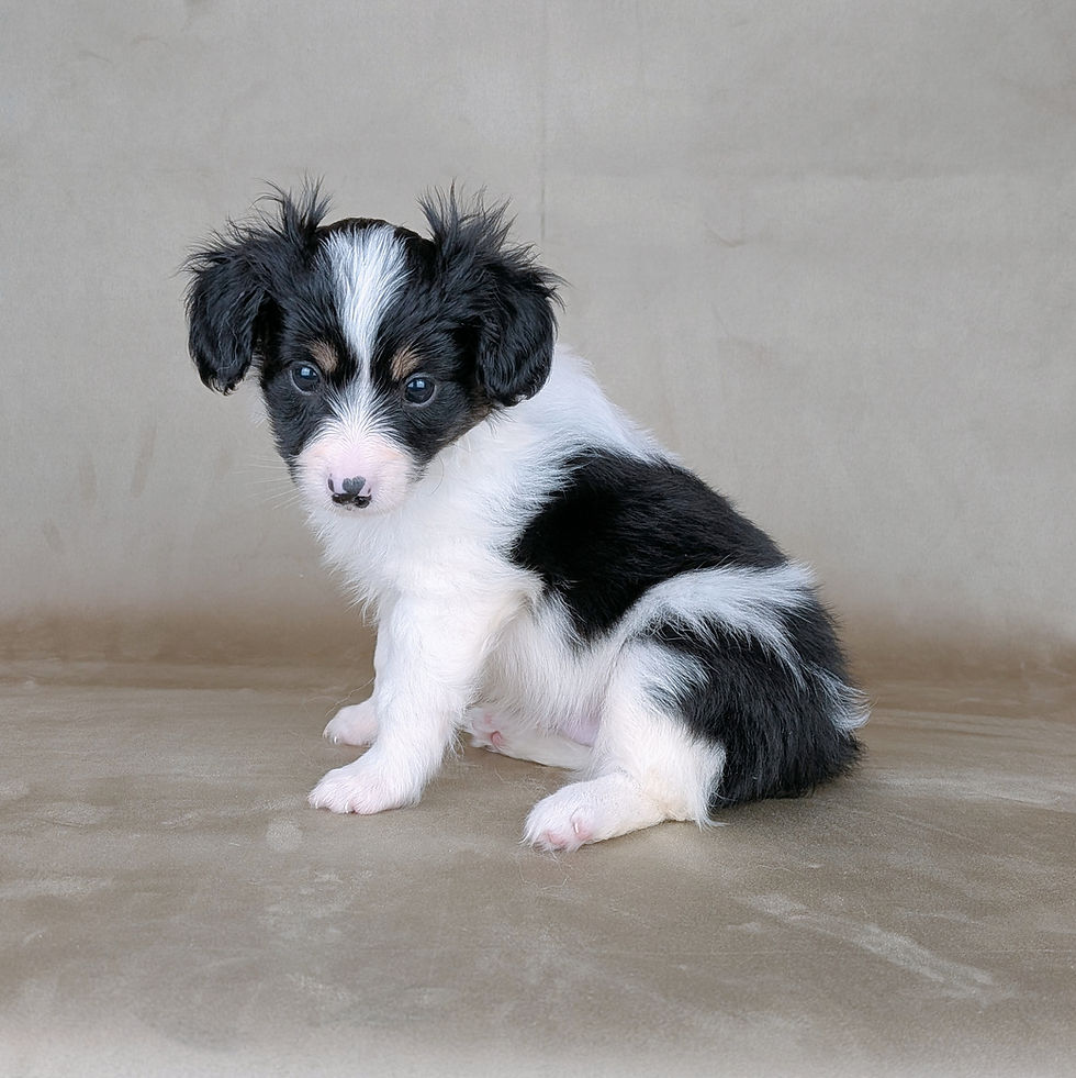 お座りする白黒模様のパピヨンの子犬