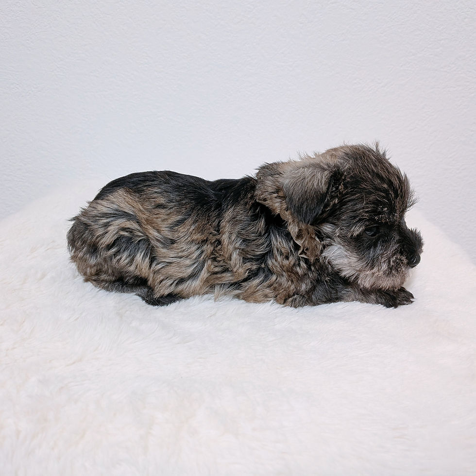 床に伏せて休んでいるミニチュアシュナウザーの子犬