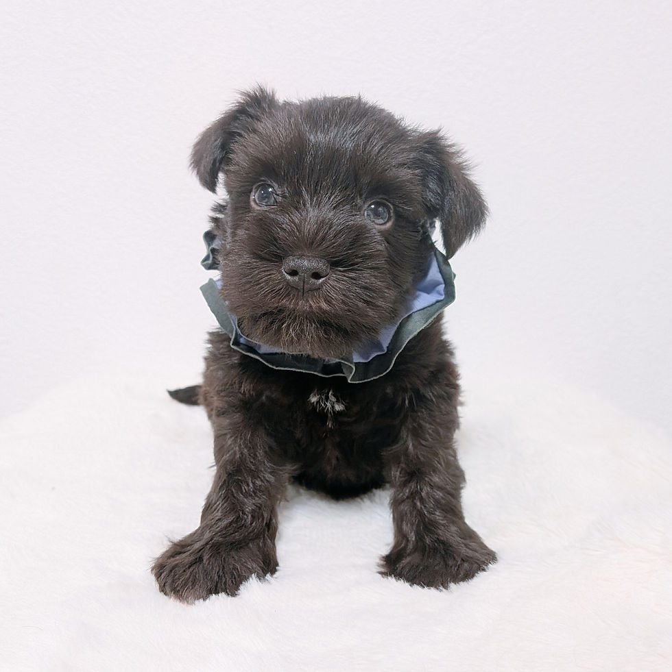 正面を向いてお座りする茶色いミニチュアシュナウザーの子犬