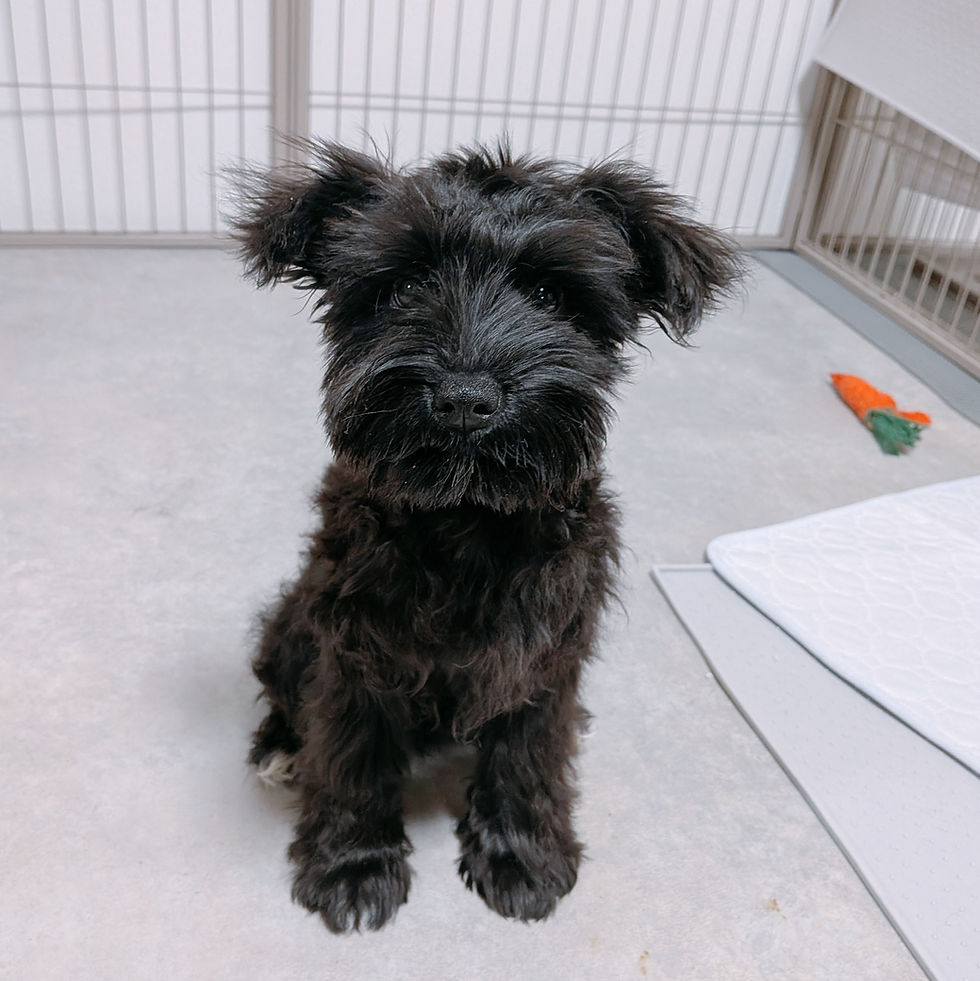 長崎県大村市のブリーダーが紹介する黒色のミニチュアシュナウザーの子犬
