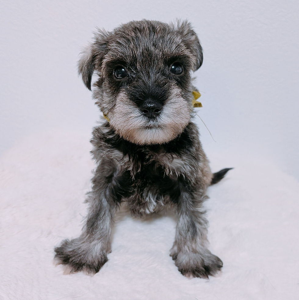 長崎県大村市のブリーダーが紹介する可愛いシュナウザーの子犬