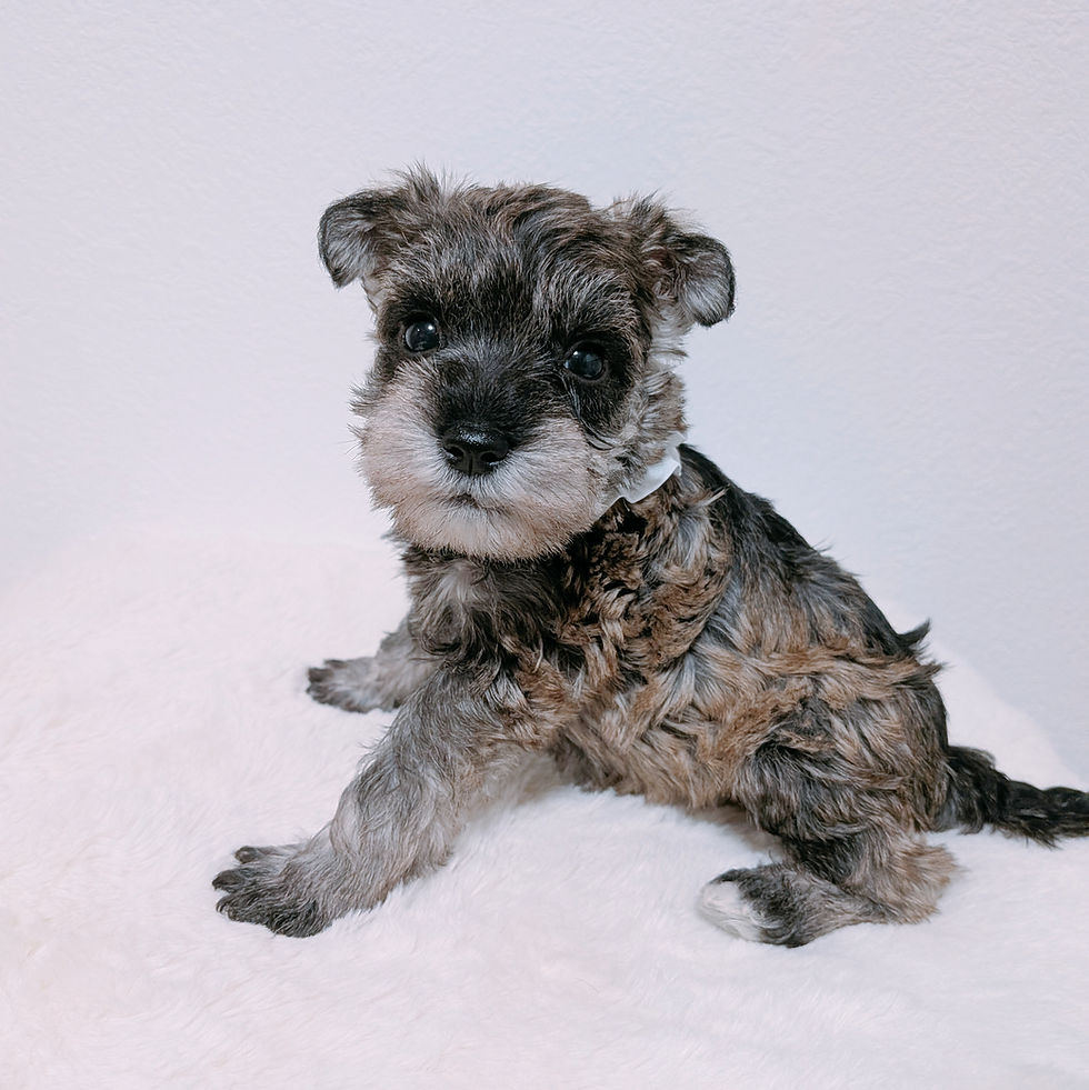 正面を向いてお座りするミニチュアシュナウザーの子犬