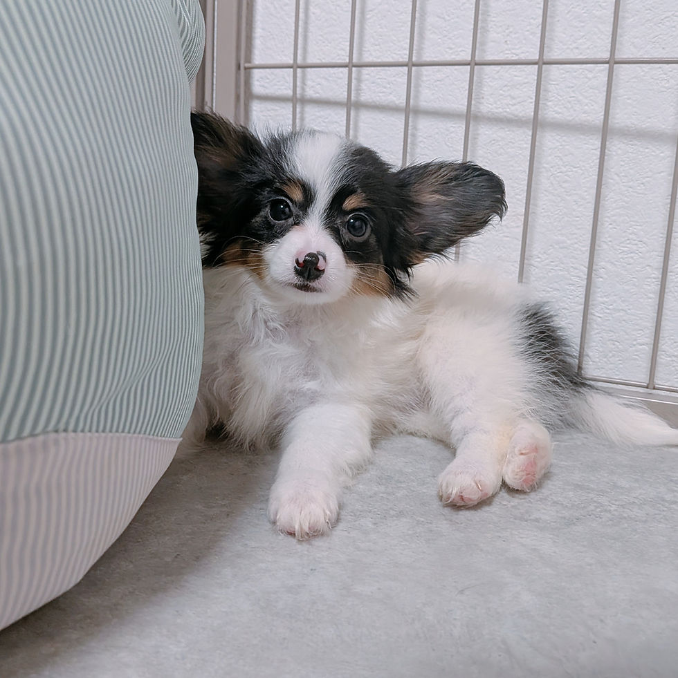 ケージの中でくつろぐトライカラーのパピヨンの子犬