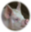 ree