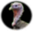 ree