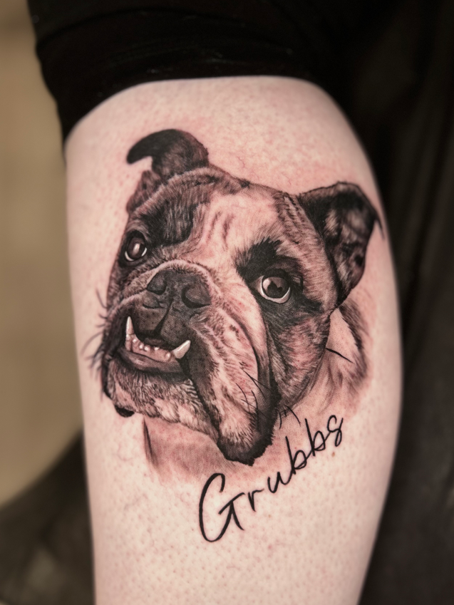 Bulldog portrait