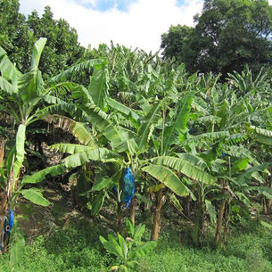 
Plantation Tours in St. Lucia