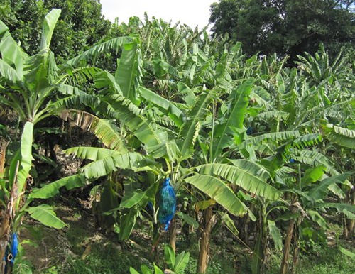 Plantation Tours in St. Lucia