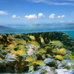 Natural Discoveries at the Exuma Cays Land & Sea Park