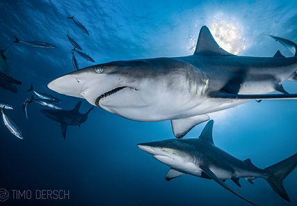 Timo Dersch Sharks