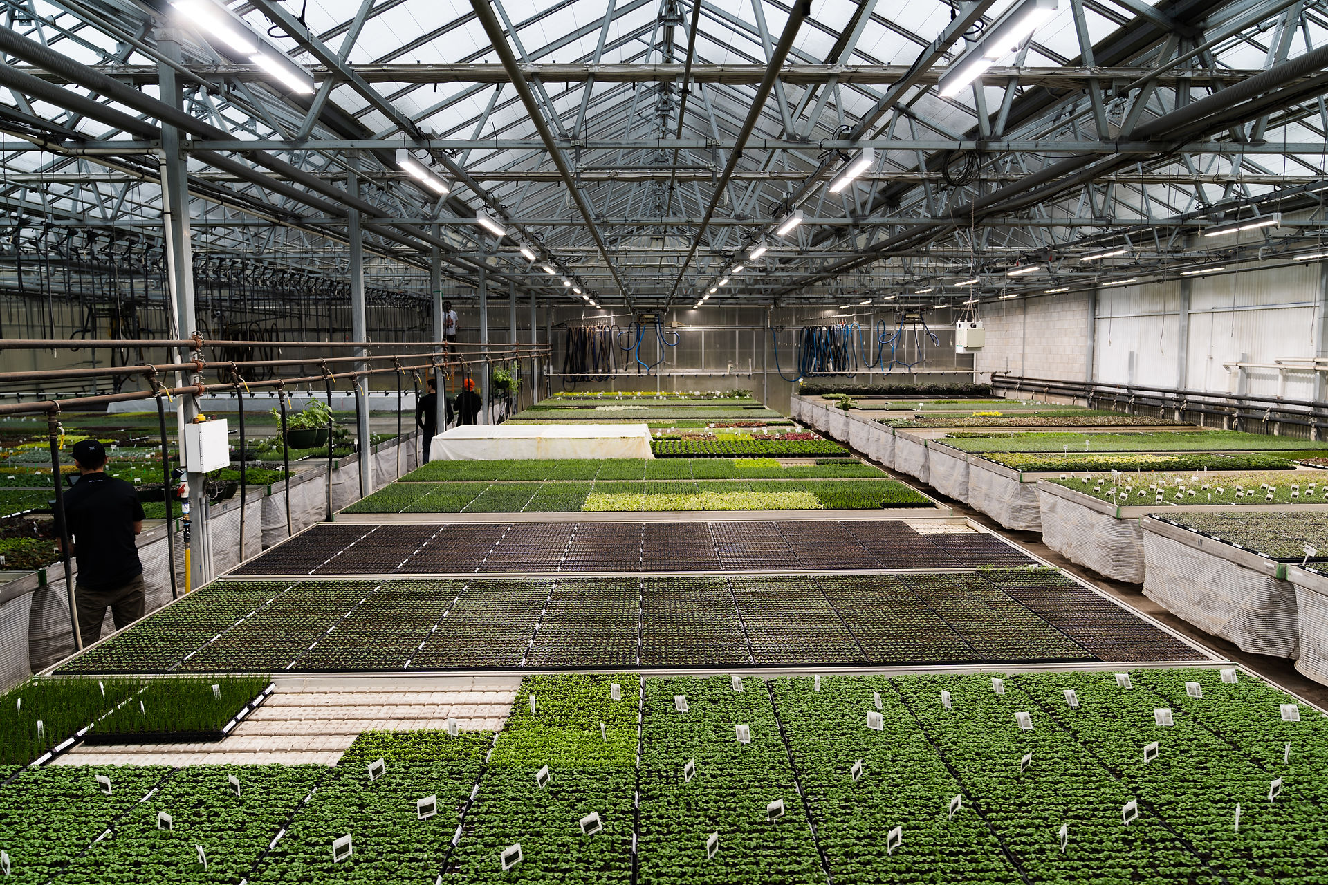 Large shot of organic foods.