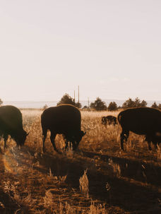 Bison grazing in a pasture. 