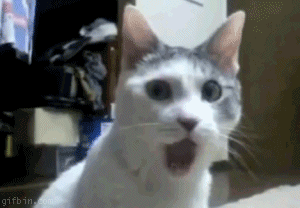 8oK.gif