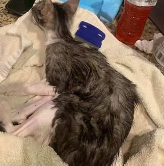 Sub Q Fluids Cat FTNR.jpg