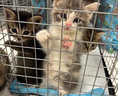 Trapped Kittens.jpg