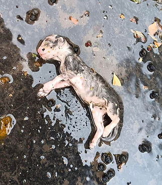 Dying Kitten - Spay Abort.jpg