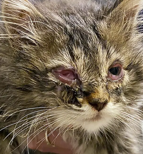 Feline Herpesvirus.png
