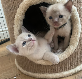 Blue and lilac burmese kittens are having little play fight