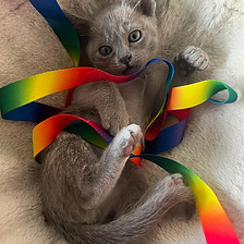Blue burmese kitten playing with rainbow ribbon