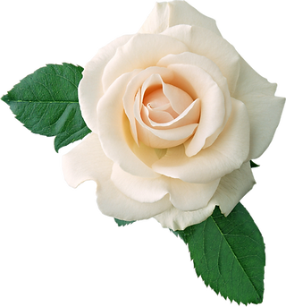 white roses - winery wedding venue - Wine Tastings events, party in Valle de Guadalupe