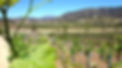 young vines.jpg