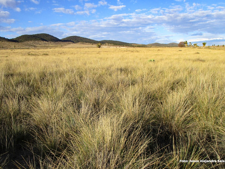 Iniciativa conjunta en la conservación de los pastizales ante el cambio climático