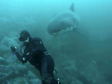 When Not Diving With Great Whites, Ron Likes To Hang Out At The Library.