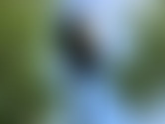 KFC. Extra-Extra Crispy.