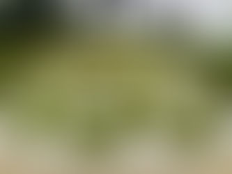 Sesquicentennial Of Succulents.