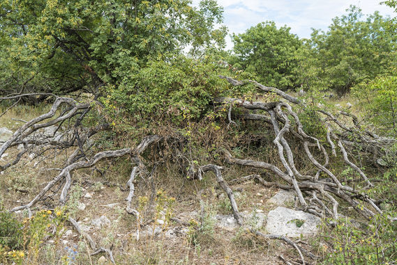 _WAB2011 20210827 Wurzeln Krk 2000px.jpg