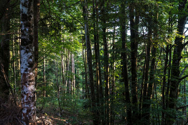 _WAB1854 20210826 Wald.jpg