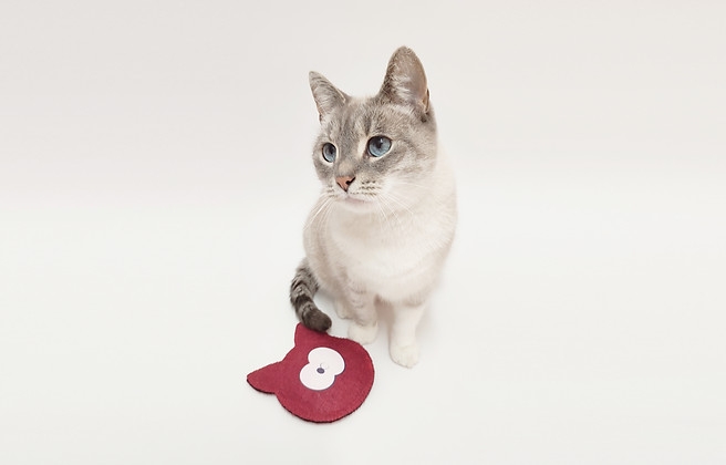 Accessoires pour animaux - Koucouk - Empêcher le chien de monter dans le canapé - Coussin pour chien - Griffoir pour chat - Jouer pour chat - Cataire - Herbe à chat - Chien canapé - Educanimo - Matelanimo - Grifminet - Cètamoi - Cabminet - Animalerie - Meubles animaux - Chiens - Chats- Accessoires - Litière - Animo Solution - IMG_20211118_134833 3.jpg