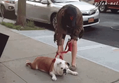 training stubborn dog