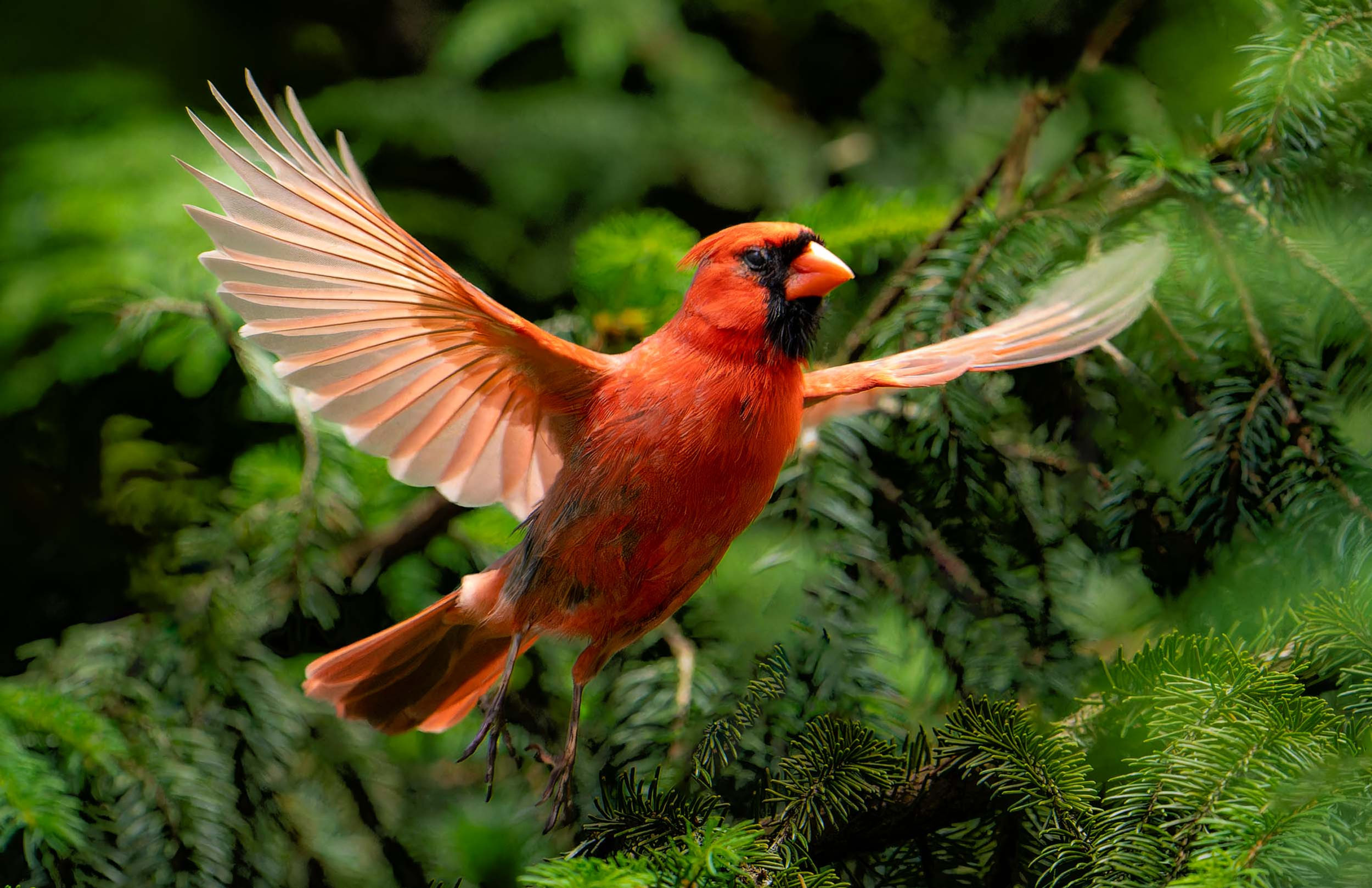 Scarlet Flight – Northern Cardinal