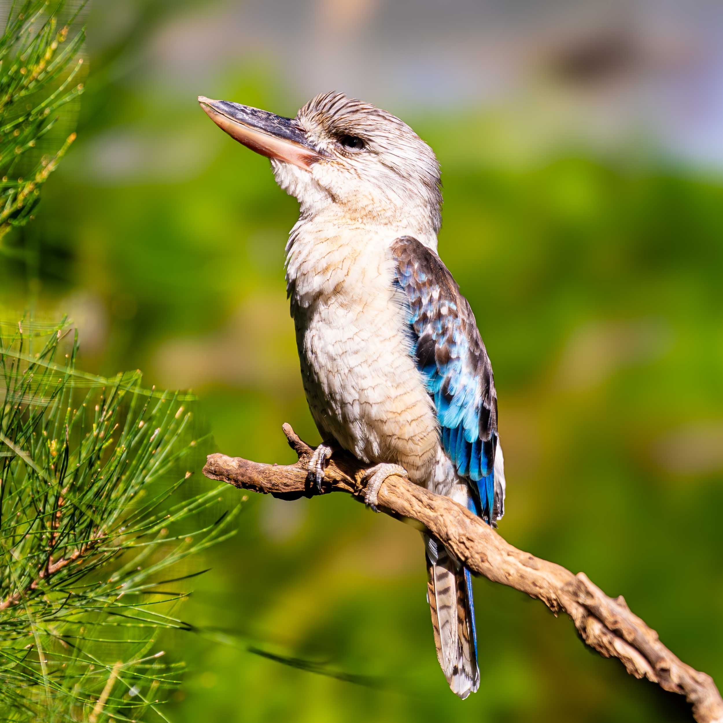 Quiet Perch – Laughing Kookaburra