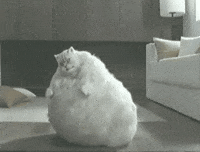 Fat Cats.gif