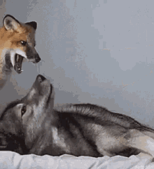 FOX&DOG.gif