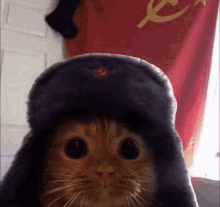 Russian Cat.gif