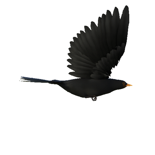 Blackbird.gif