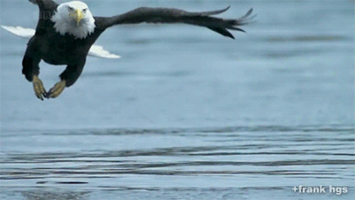 Eagle.gif