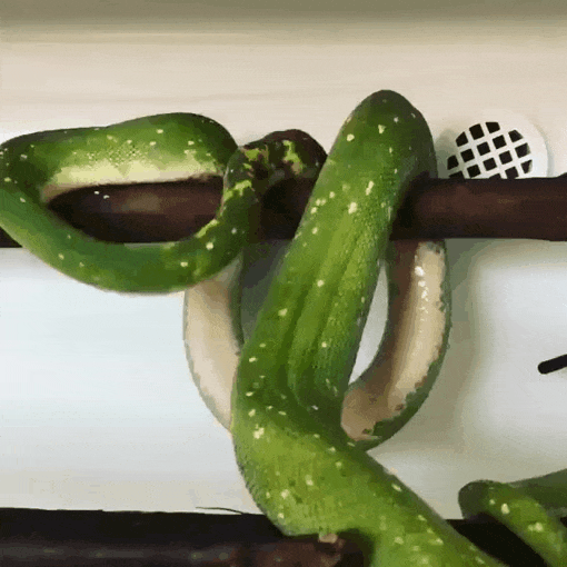 Sleepy Snake.gif