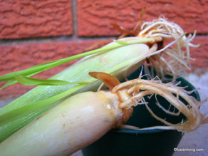 How to propagate lemongrass from shop bought stalks